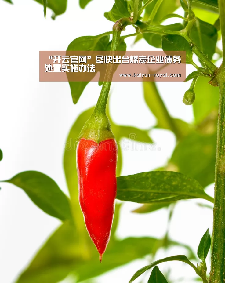 “开云官网”尽快出台煤炭企业债务处置实施办法(图1) 开云官网
